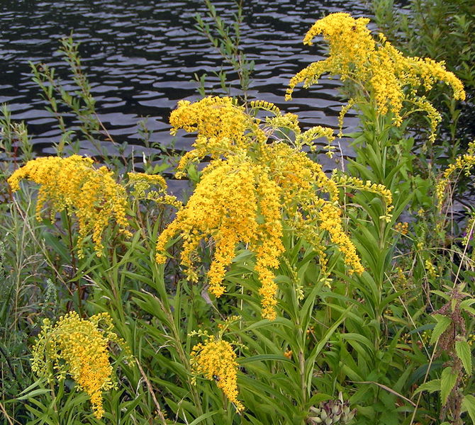 Solidago