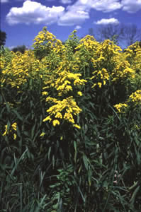 Solidago_jpg