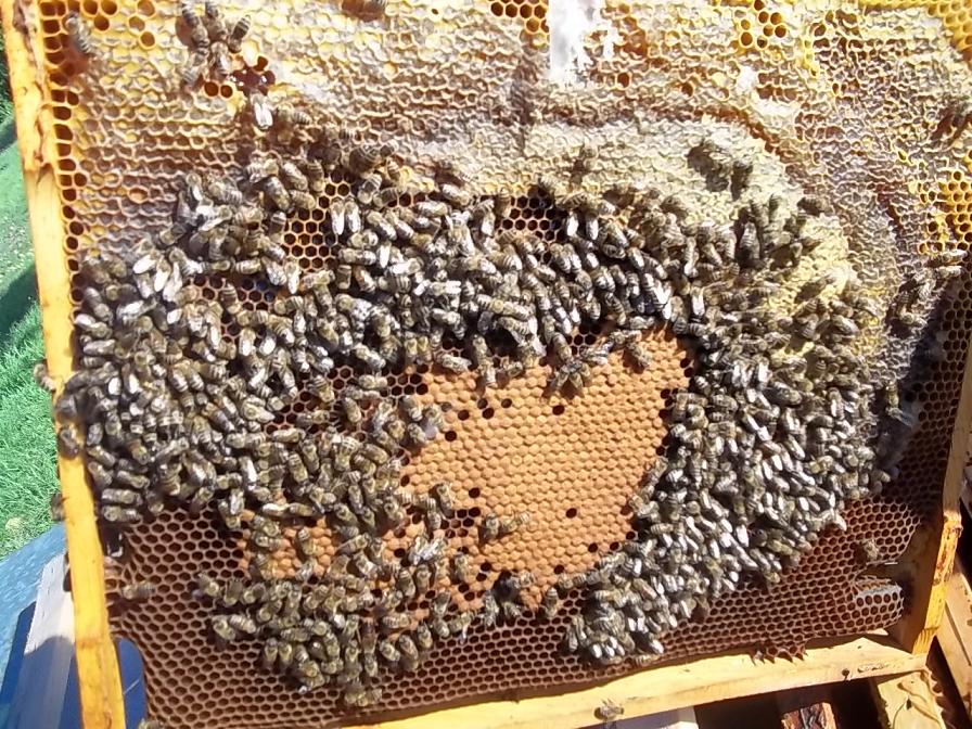 keret sok méz